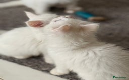 Maine Coon cats for sale: 	Rare Polydactyl Kittens + 1 Blue-Eyed Beauty - Image 11