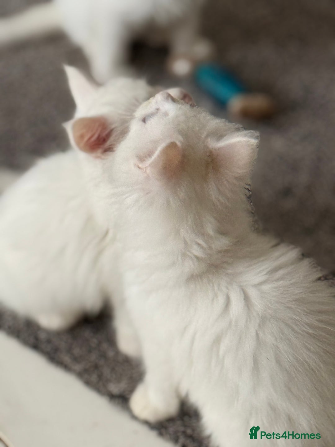 Maine Coon cats for sale: 	Rare Polydactyl Kittens + 1 Blue-Eyed Beauty - Image 11