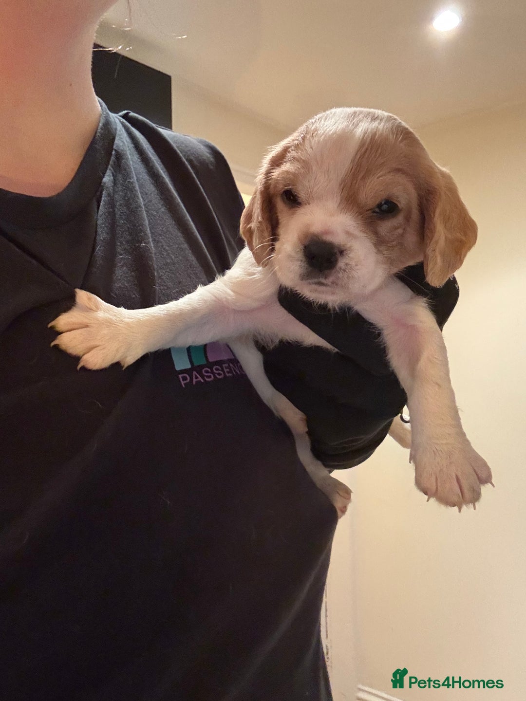 Mixed Breed dogs for sale: Cocker-Jack xCavalier King Charles Spaniel Puppies - Advert 25