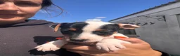 Jack Russell dogs for sale: Jack Russell puppies for sale  - Advert 4