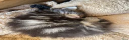 Maine Coon cats for sale: Tufty ears and big paws  - Advert 10