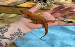 Bearded Dragon reptiles for sale: CB25 Bearded Dragon Babies  - Image 8