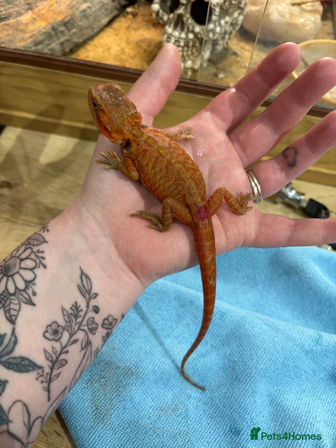 Bearded Dragon reptiles for sale: CB25 Bearded Dragon Babies  - Image 8