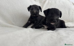 Bedlington Terrier dogs for sale: F1 bedlington terrier x whippet puppies - Image 3