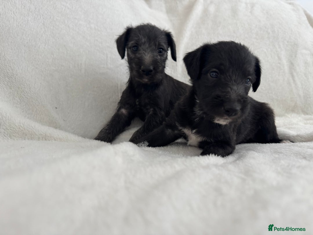 Bedlington Terrier dogs for sale: F1 bedlington terrier x whippet puppies - Image 3
