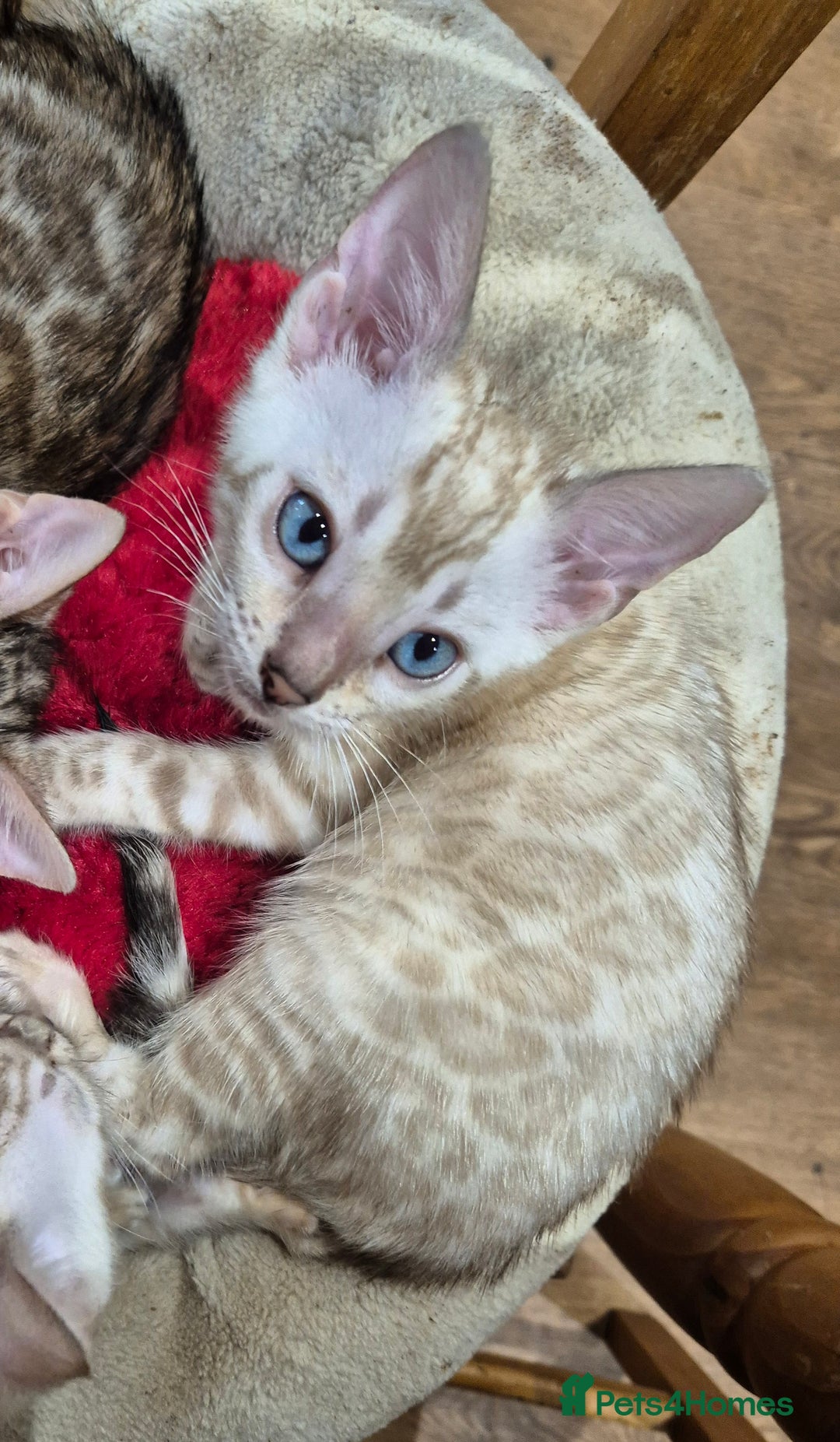 Bengal cats for sale: Stunning Rosetted Bengals, Champion bloodline in York - Image 21