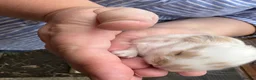 Mini Lop rabbits for sale: Beautiful Mini Lops Available to Reserve - Advert 22