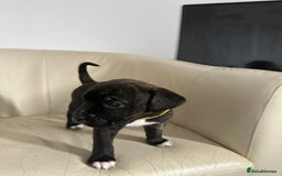 Mixed Breed dogs for sale: Cane Corso/boxer X Dogue de Bordeaux  - Image 5