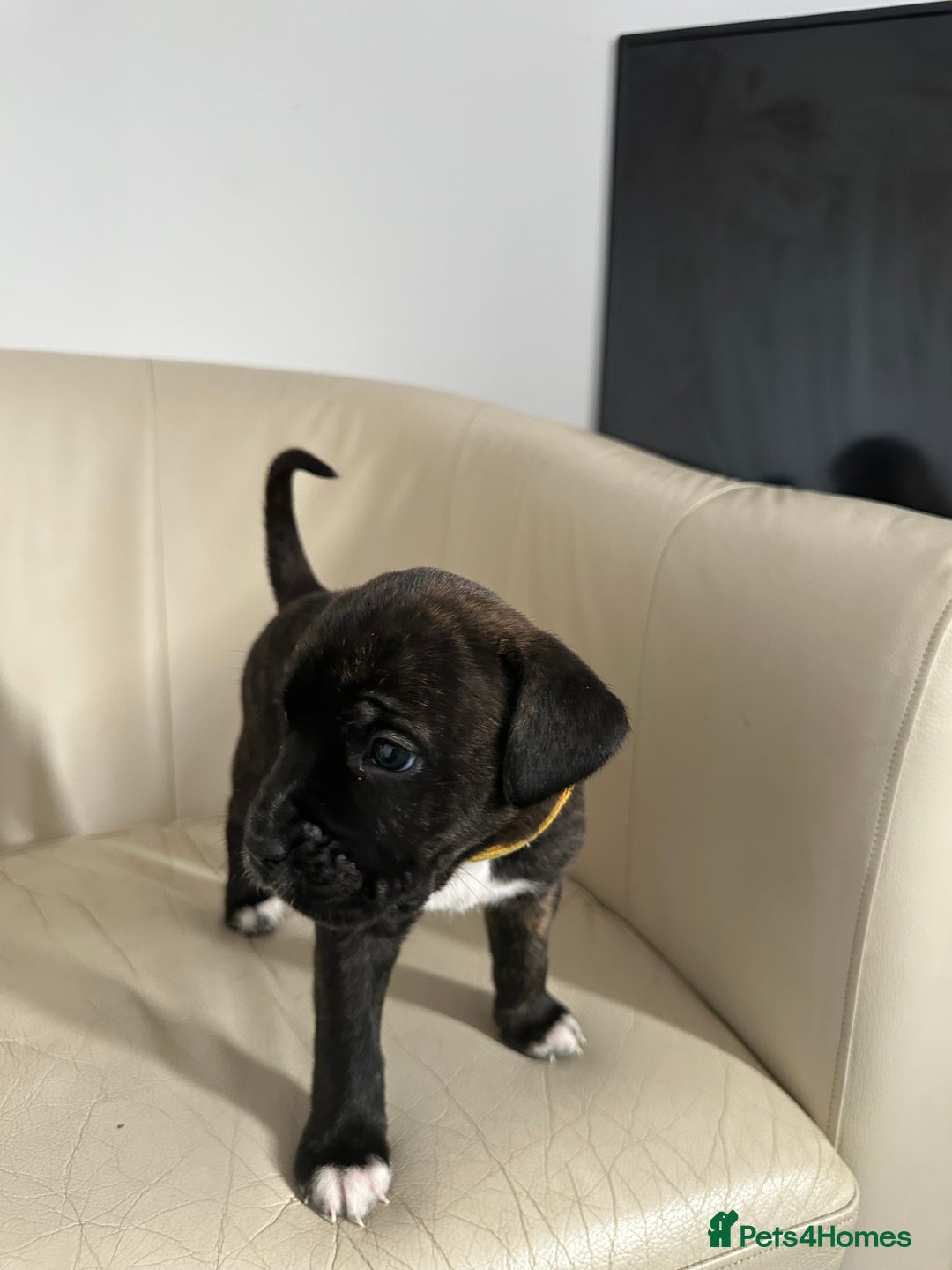 Mixed Breed dogs for sale: Cane Corso/boxer X Dogue de Bordeaux  - Image 5