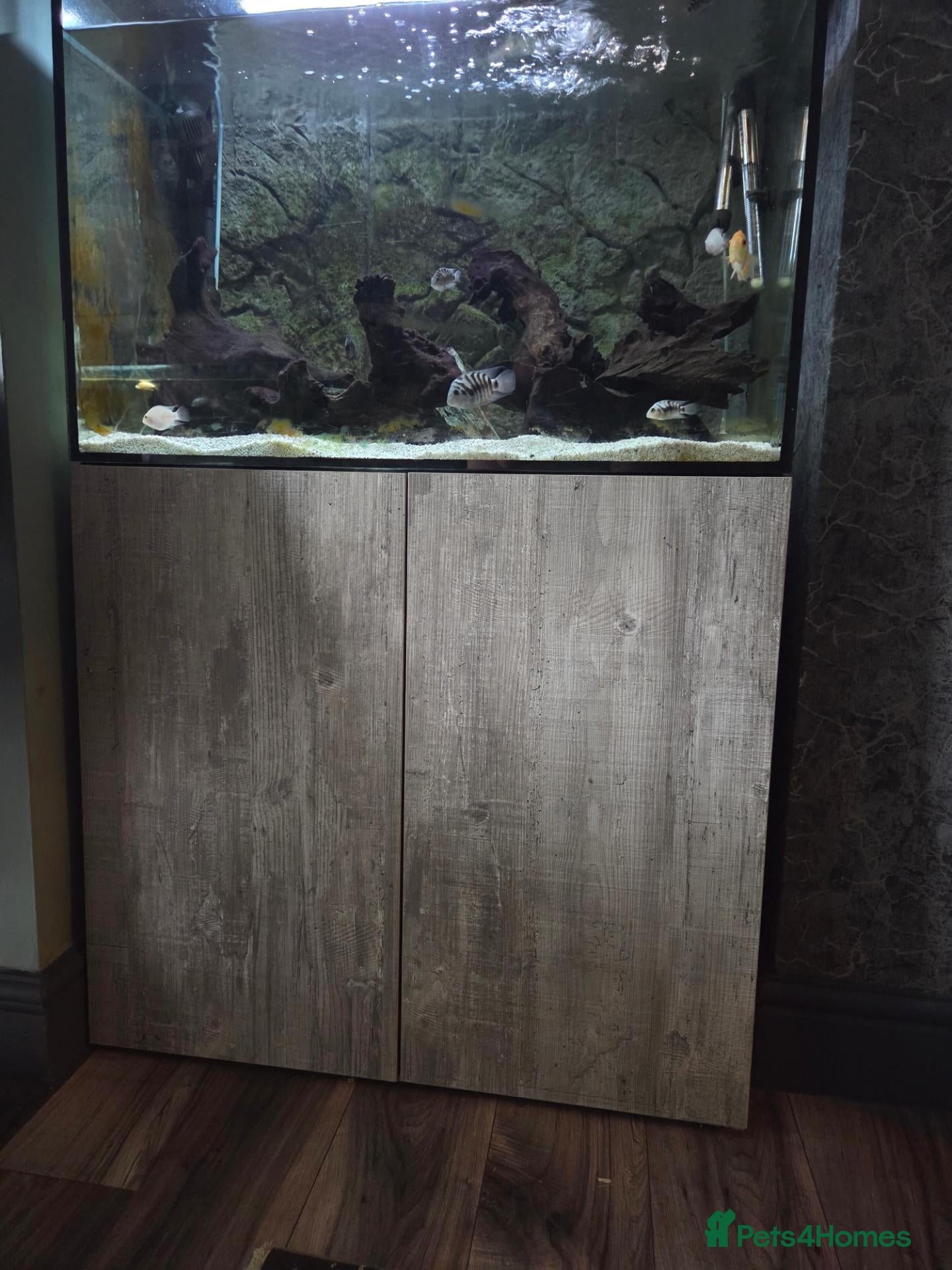 Tetras fish Evolution Aqua  D-D Aqua Freshwater 900 fish tank - Advert 19