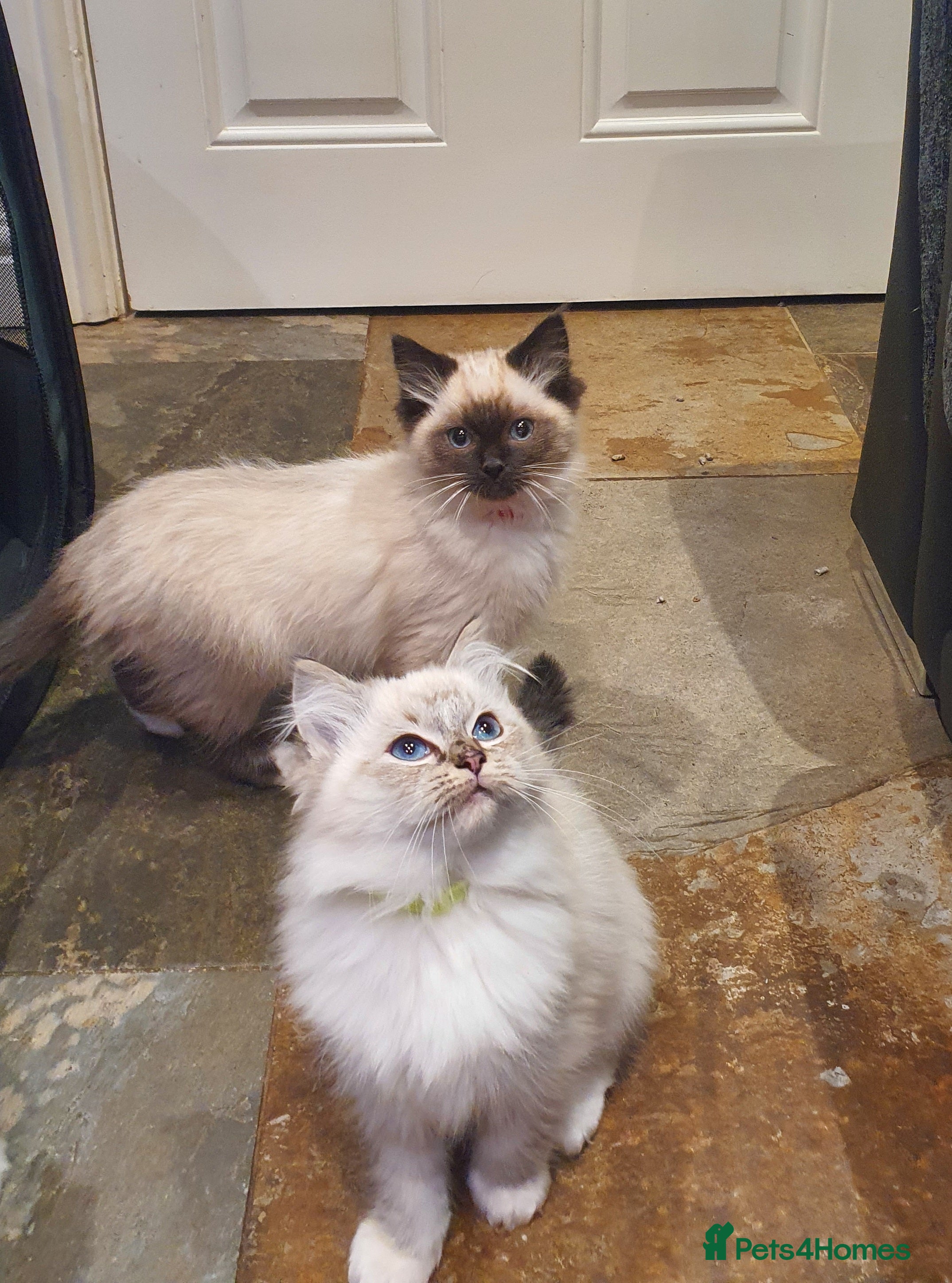 Ragdoll cats Stunning GCCF Registered Ragdoll Kittens. - Advert 2