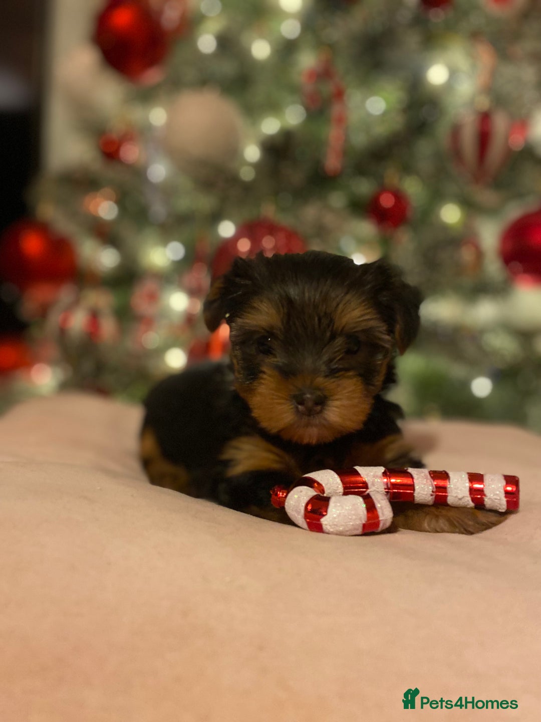 Yorkshire Terrier dogs for sale: Beautiful 2 Girls Yorkshire Terrier Pedigree  - Advert 14
