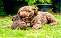 Spanish Water Dog dogs for sale: Spanish Water Dog Puppies  - Image 17
