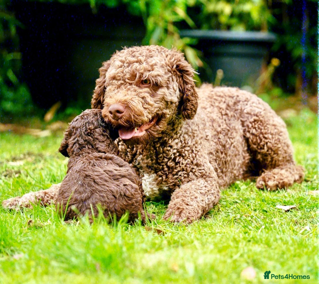 Spanish Water Dog dogs for sale: Spanish Water Dog Puppies  - Image 17