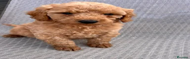 Cockapoo 1