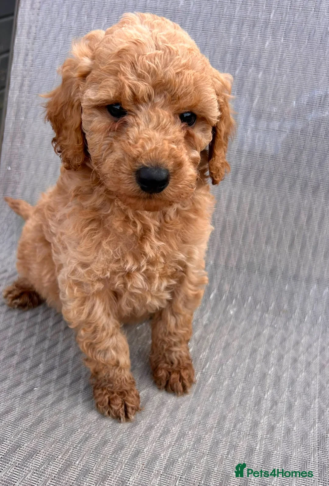 Cockapoo dogs for sale: F1B Cockapoo puppies  - Advert 14