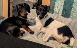 Miniature Dachshund dogs for stud: STUD - KC REG Mini Dachshund -PROVEN - Image 15