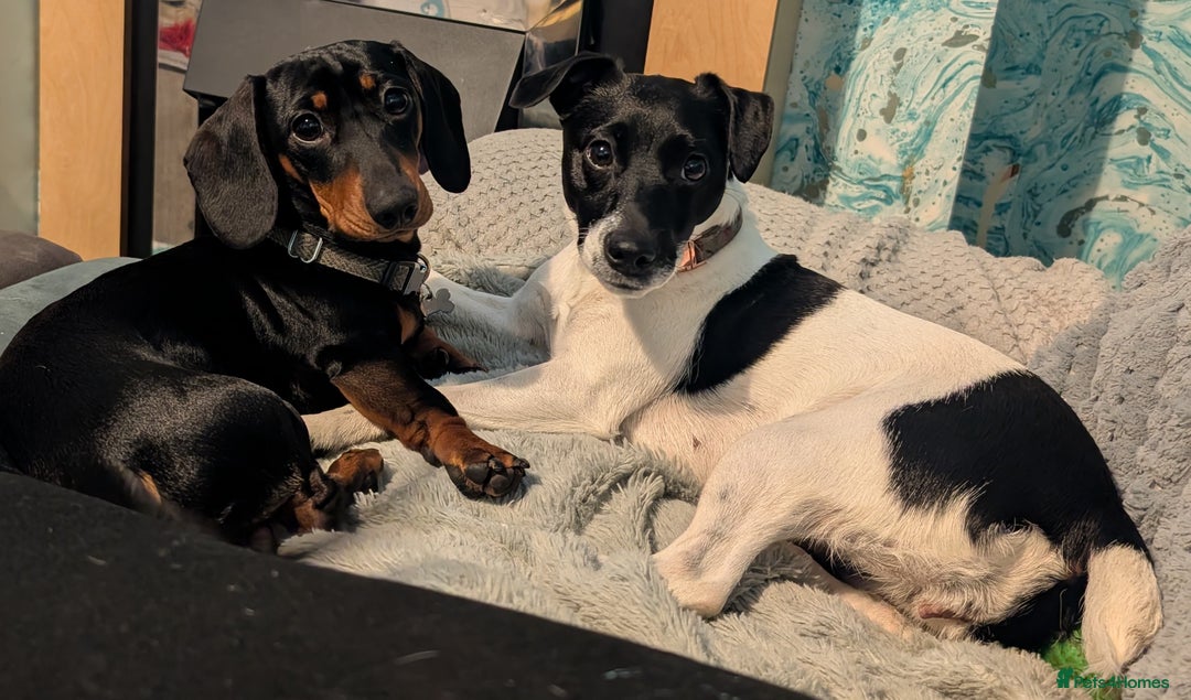Miniature Dachshund dogs for stud: STUD - KC REG Mini Dachshund -PROVEN - Image 15