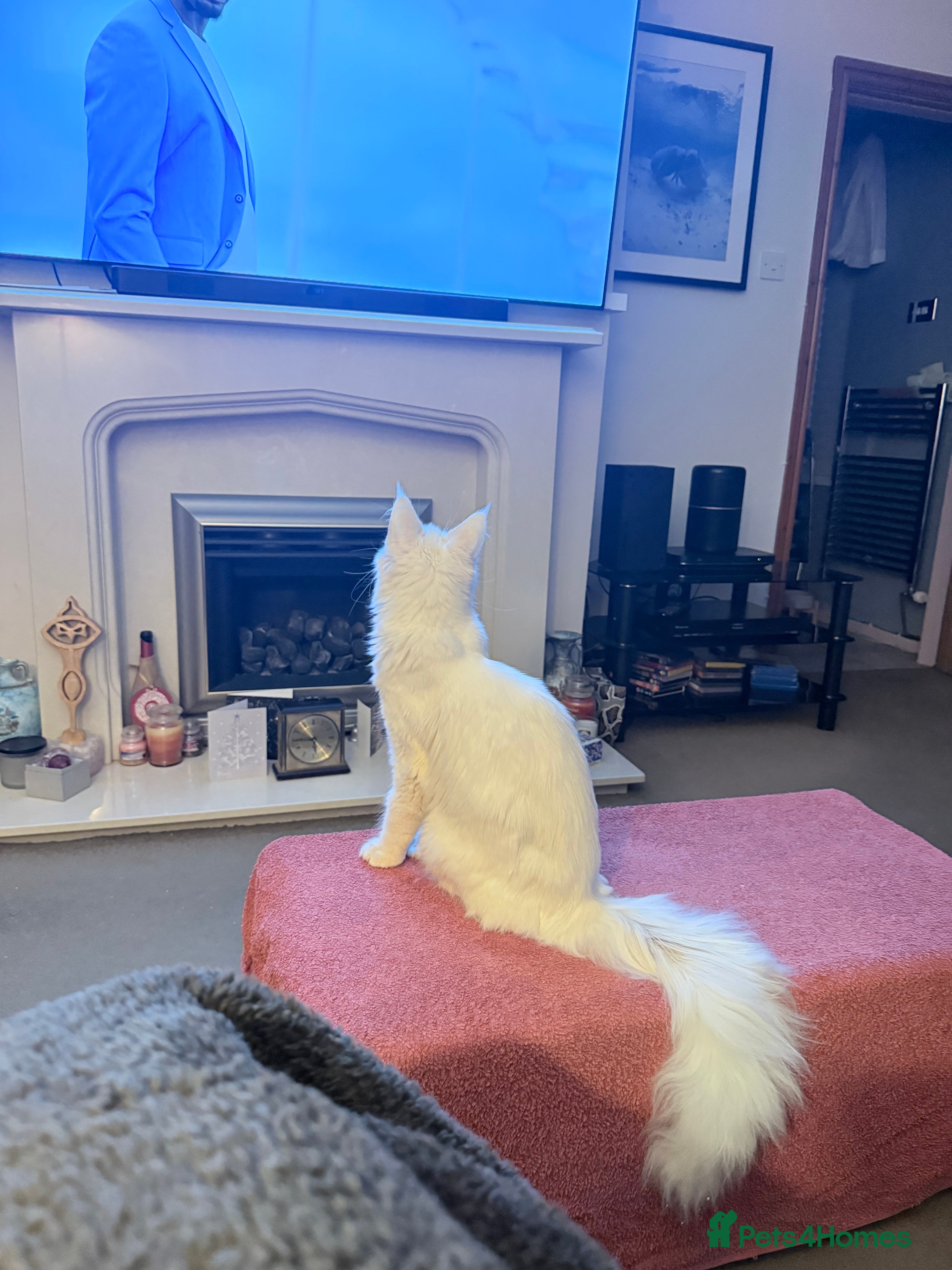 Maine Coon cats 11 month old Pedigree Female Main Coon - Advert 1