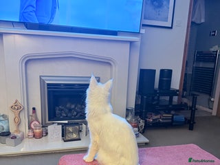 Maine Coon cats 11 month old Pedigree Female Main Coon - Advert 1