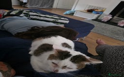 Mixed Breed cats for sale: Two male cats - Image 7