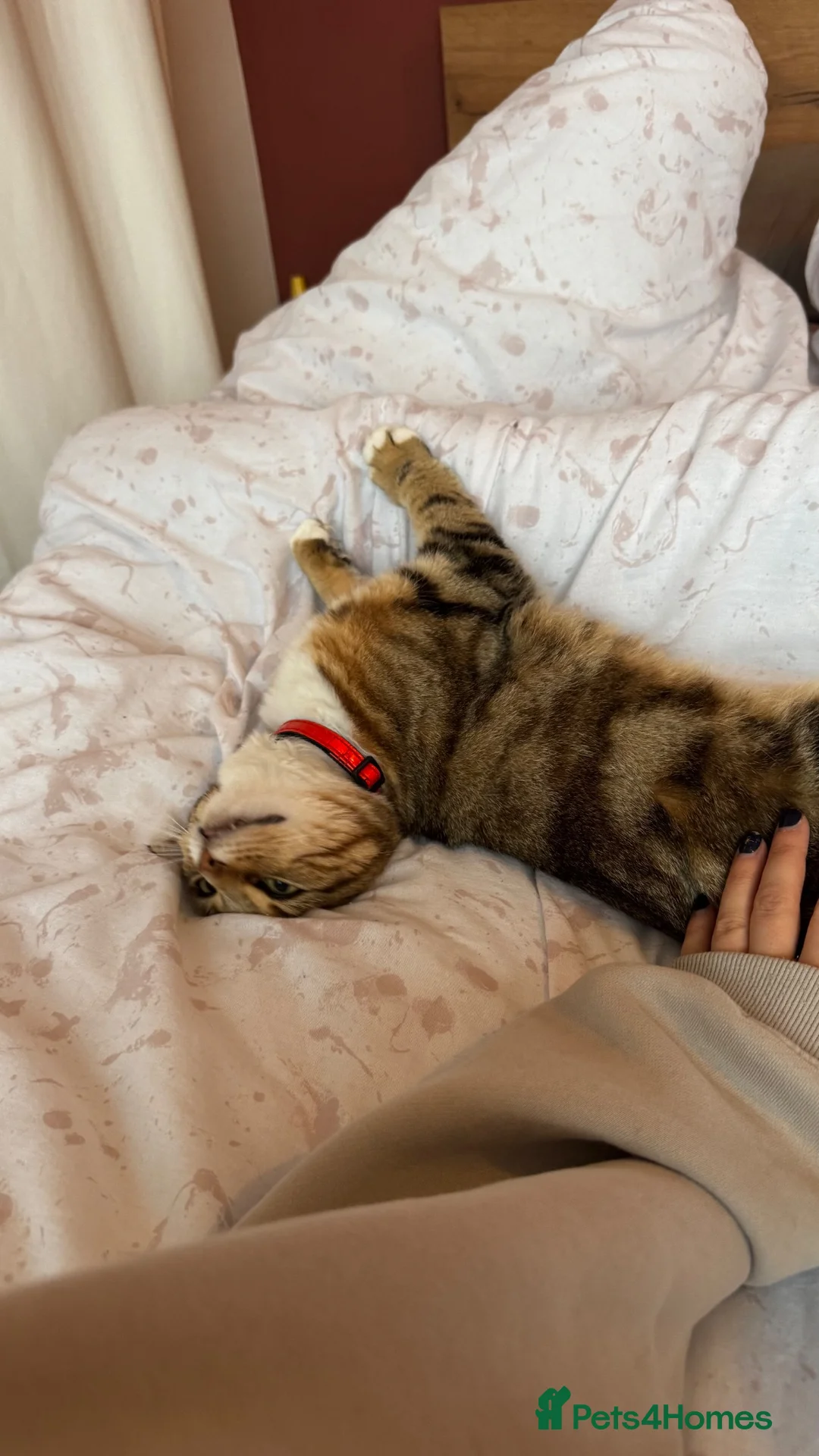 British Shorthair cats for sale: Torbie girl looking for adults only home  - Advert 2