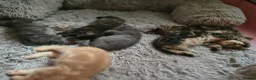 Mixed Breed cats for sale: Fluffy kittens for sale, mum is a Maine Coon in Northampton - Advert 10