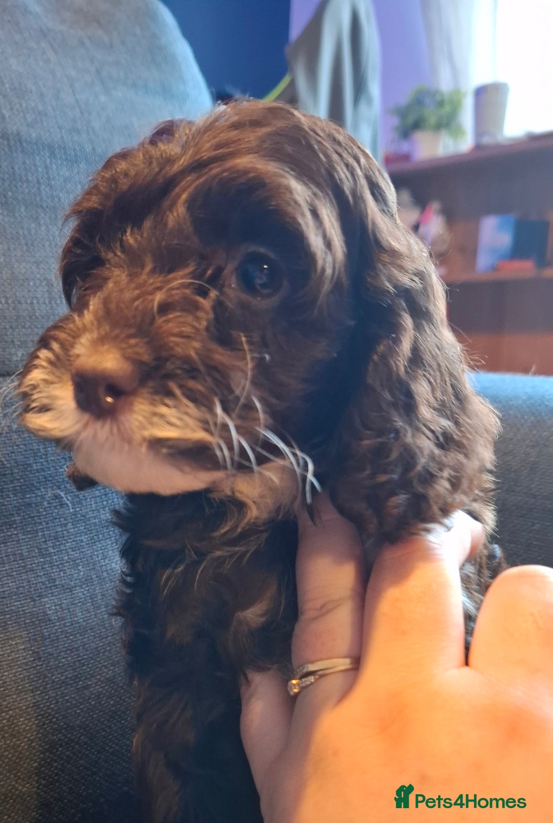 Cockapoo dogs for sale: F1b Health Tested Toy Cockapoo Puppies  - Advert 12