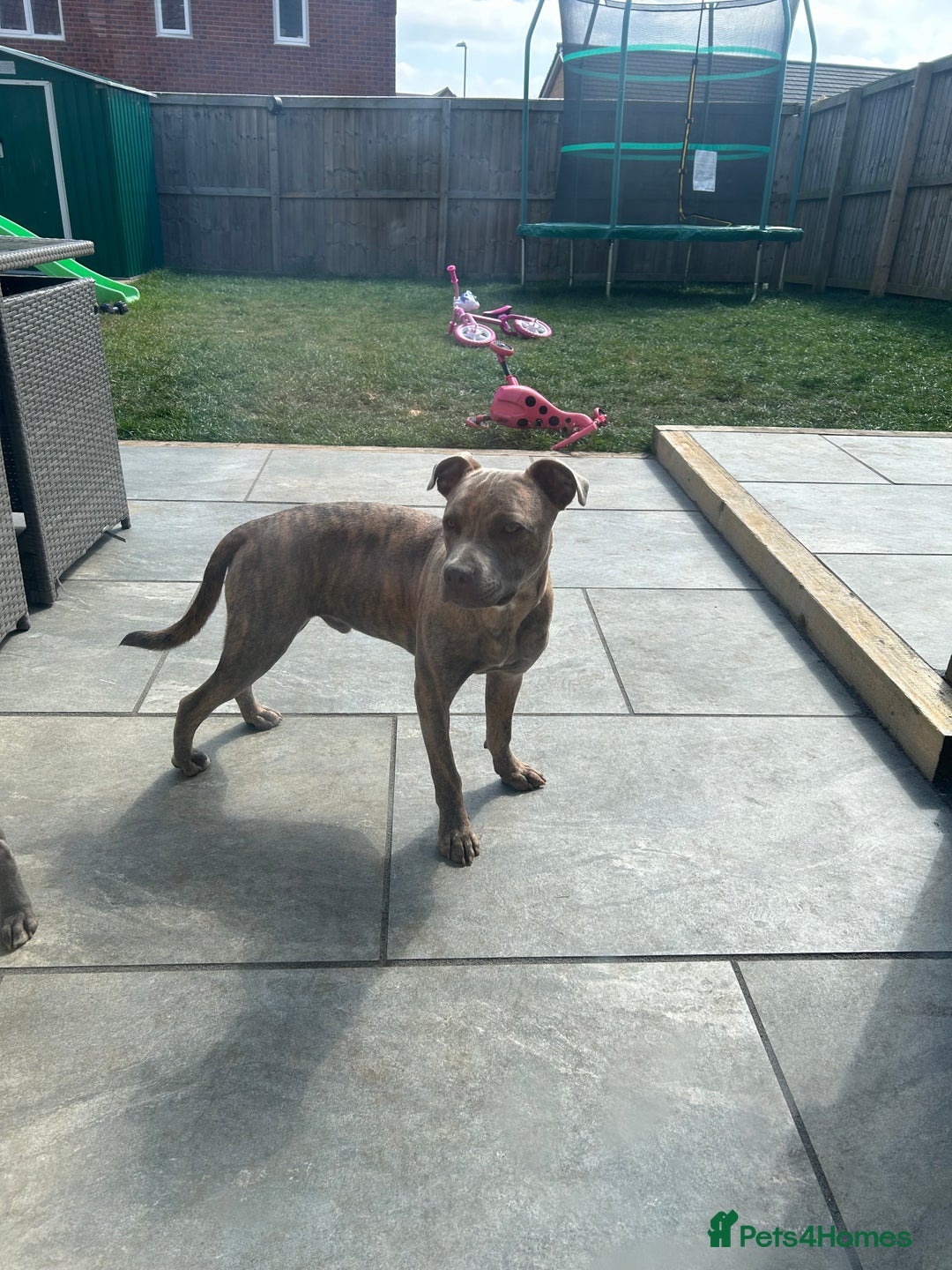 Staffordshire Bull Terrier dogs for sale: 1 year old staffy for rehoming.  - Advert 1