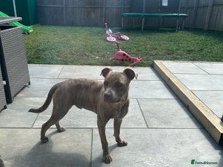 Staffordshire Bull Terrier dogs 1 year old staffy for rehoming. - Advert 3