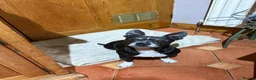 Mixed Breed dogs for sale: 13 weeks old French bulldog/cocker spaniels ❌ - Advert 9