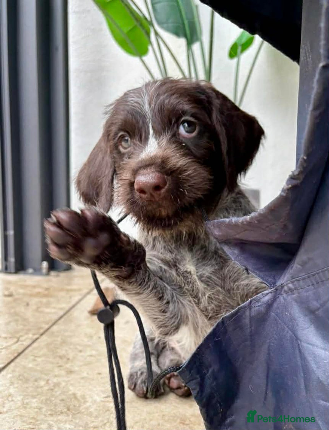 German Wirehaired Pointer dogs for sale: KC registered German Wirehaired Pointers - Advert 4