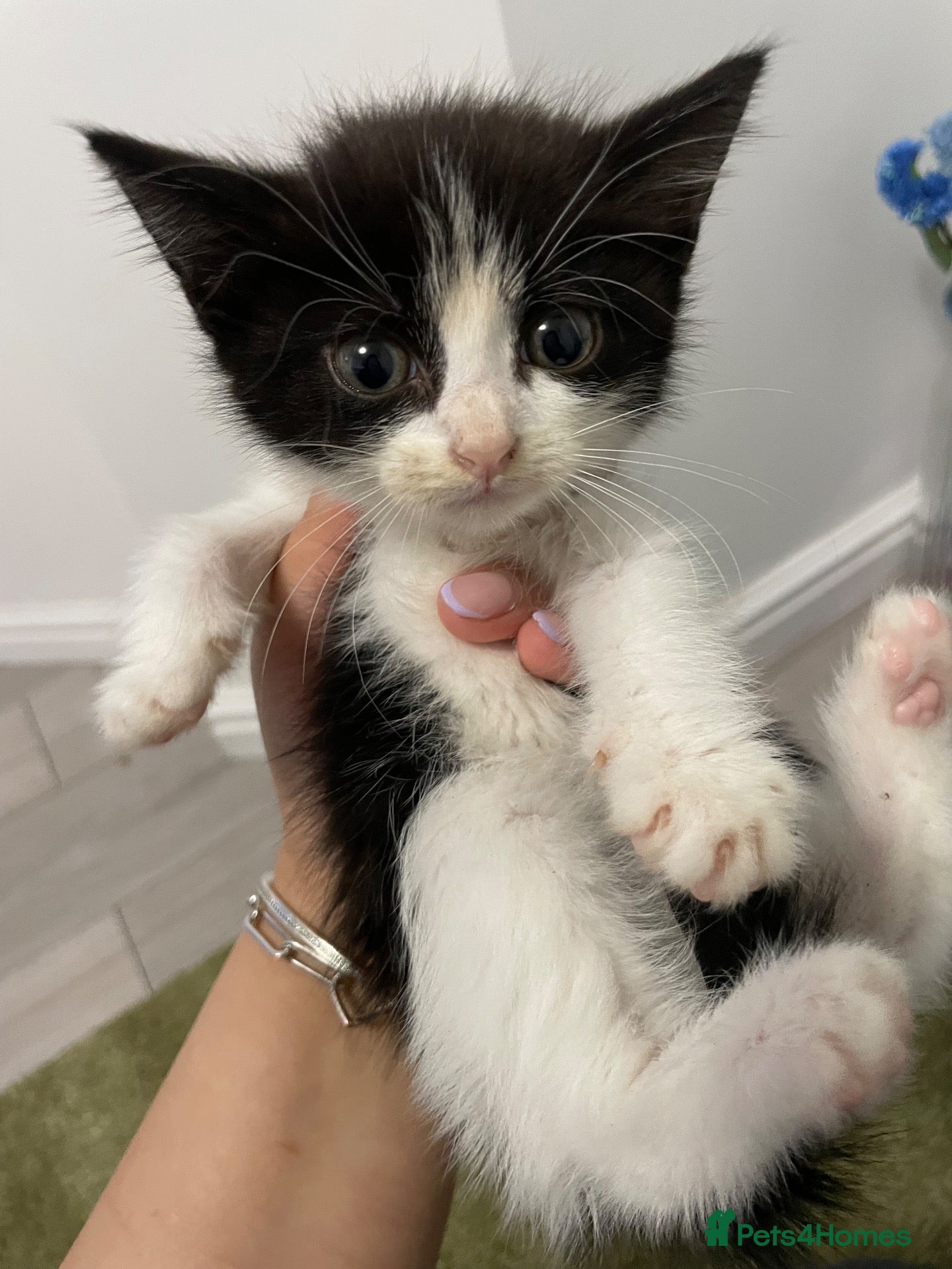 Mixed Breed cats Beautiful Kittens  - Advert 4