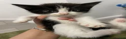 Mixed Breed cats for sale: Beautiful Kittens  - Advert 1