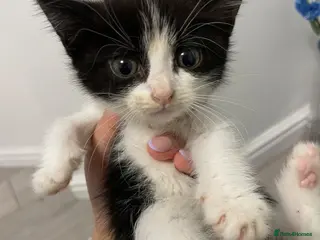 Mixed Breed cats Beautiful Kittens - Advert 3