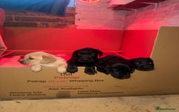 Mixed Breed dogs for sale: Beautiful Labrador × Sprocker Puppies  - Image 3