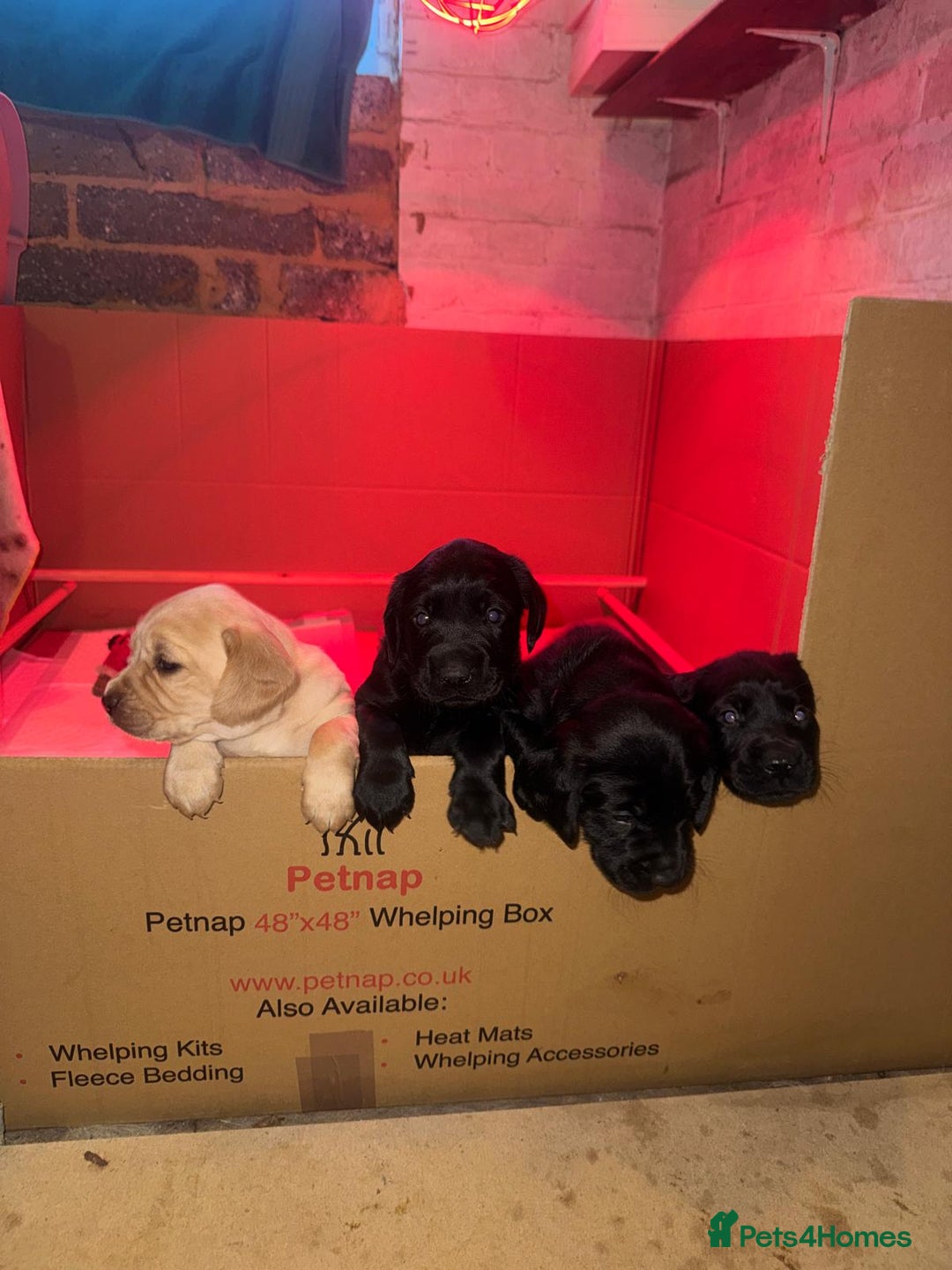 Mixed Breed dogs for sale: Beautiful Labrador × Sprocker Puppies  - Image 3