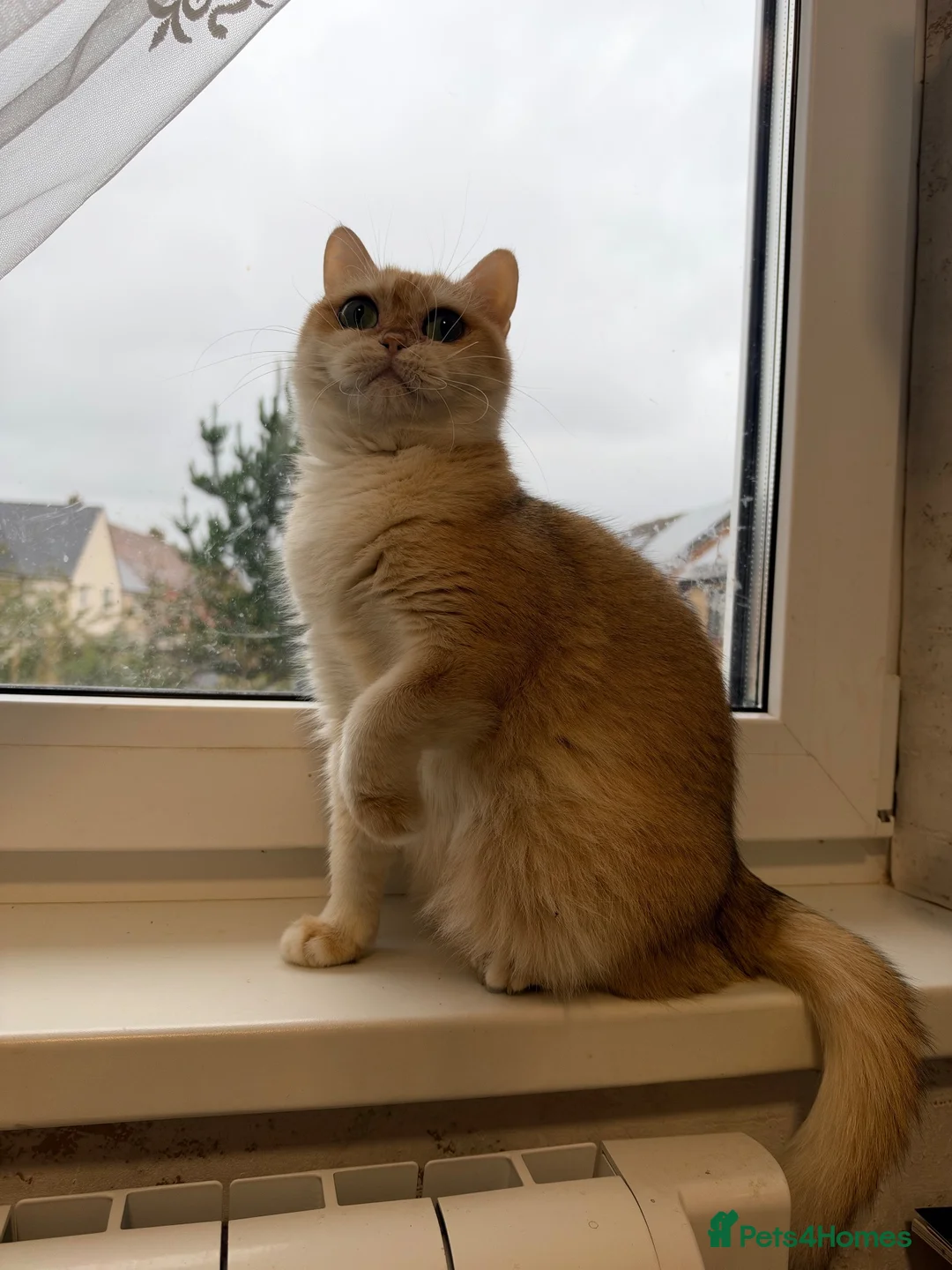 British Shorthair cats for sale: 🧡 Adorable pedigree Golden British Shorthairs 🧡 - Advert 14