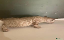 Bengal cats for sale: 🔥✨ Pedigree TICA-Registered Bengal Kittens - Image 14