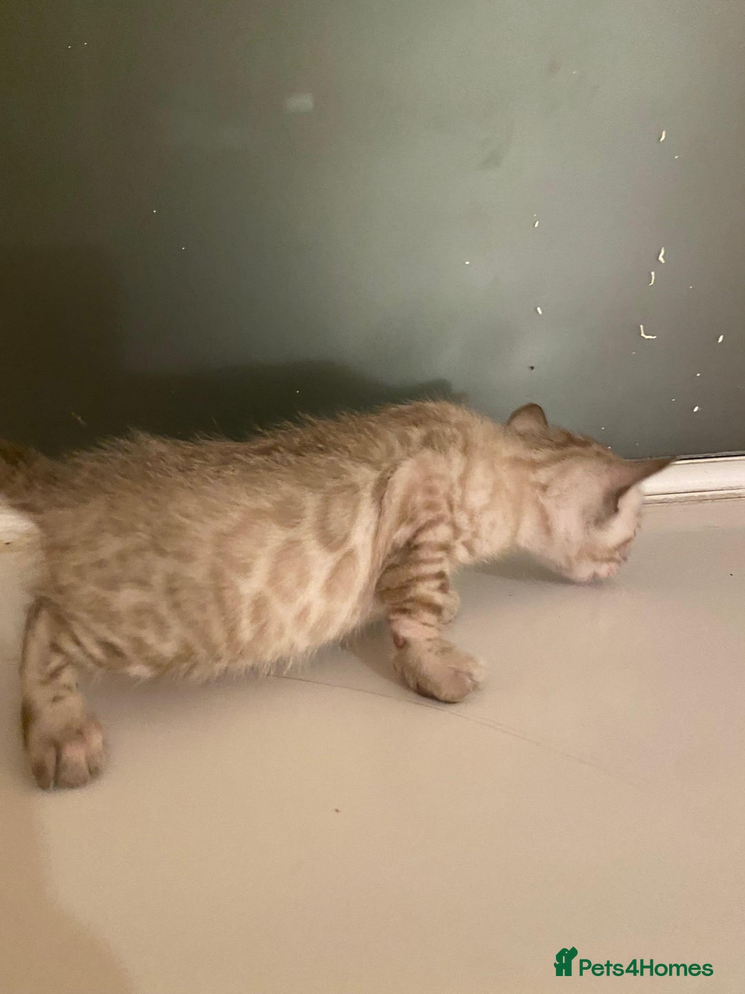 Bengal cats for sale: 🔥✨ Pedigree TICA-Registered Bengal Kittens - Image 14