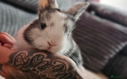 Harlequin rabbits for sale: 7 beautiful Harlequin bunnies looking for a new 🏡 - Image 24