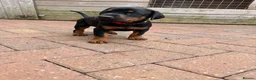 Dobermann dogs for sale: Exceptional kc pedigree dobermann puppies   - Advert 10