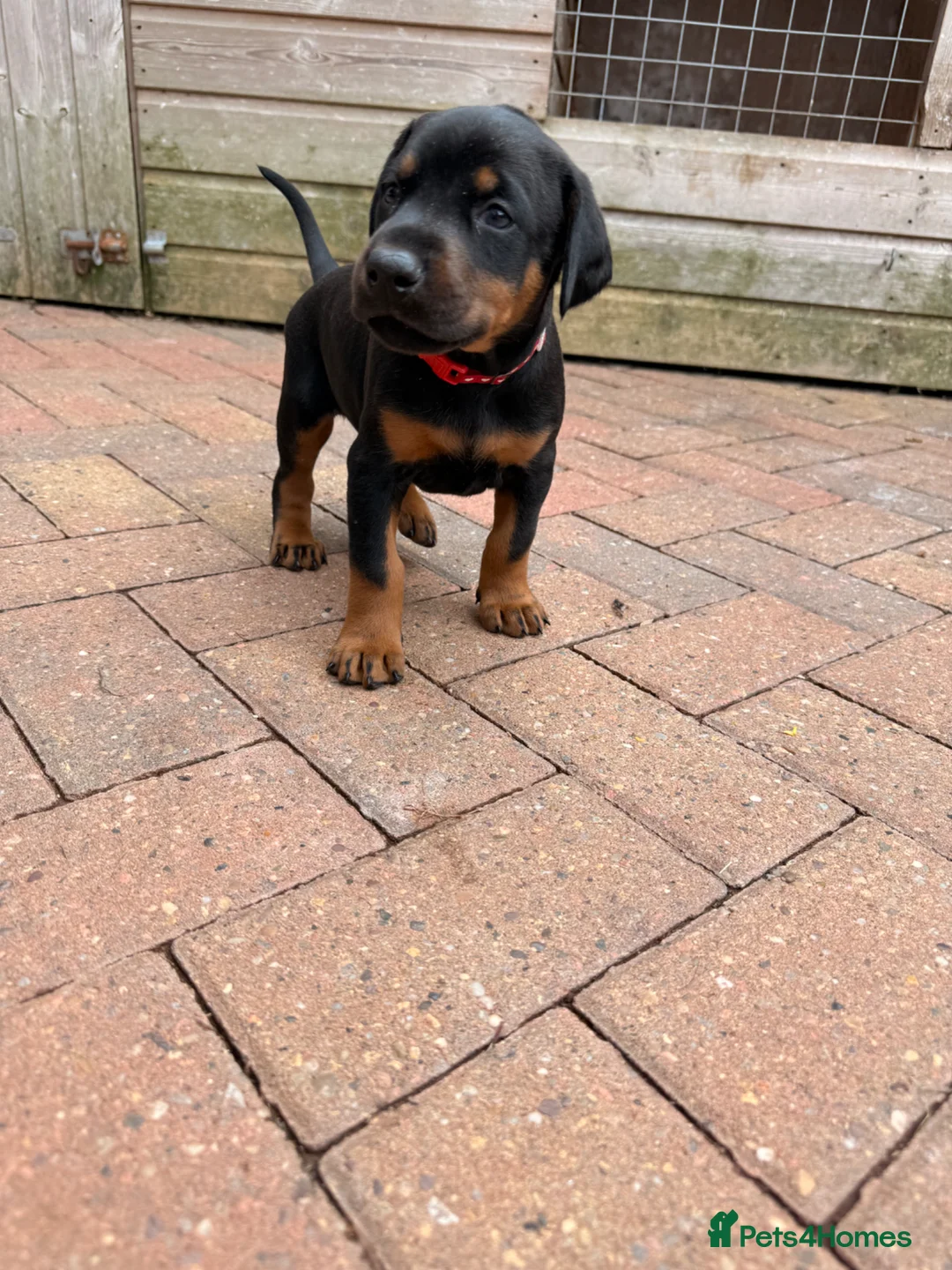 Dobermann dogs for sale: Exceptional kc pedigree dobermann puppies   - Advert 10