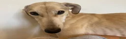 Mixed Breed dogs for sale: Lurcher puppies ready for forever homes - Advert 2