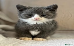British Shorthair cats for sale: British shorthair kittens  - Image 14