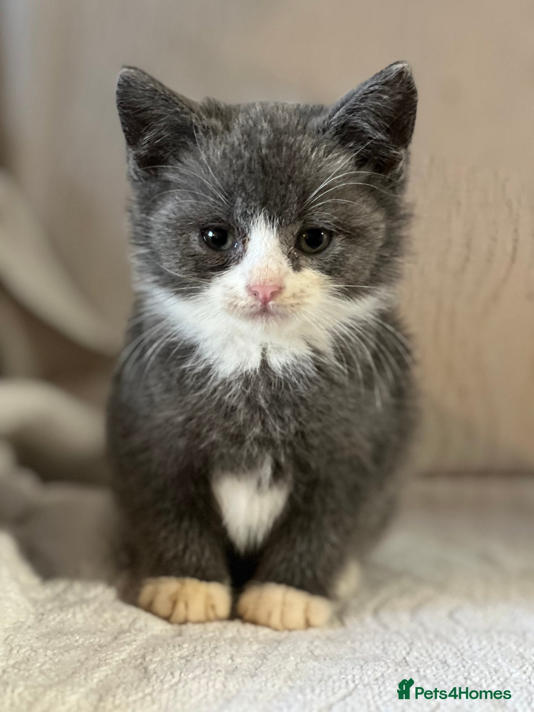 British Shorthair cats for sale: British shorthair kittens  - Image 14