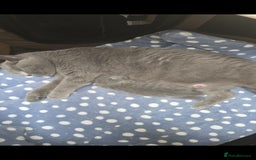 British Shorthair cats for sale: Cute Bristish Short Hair Kittens  - Image 5
