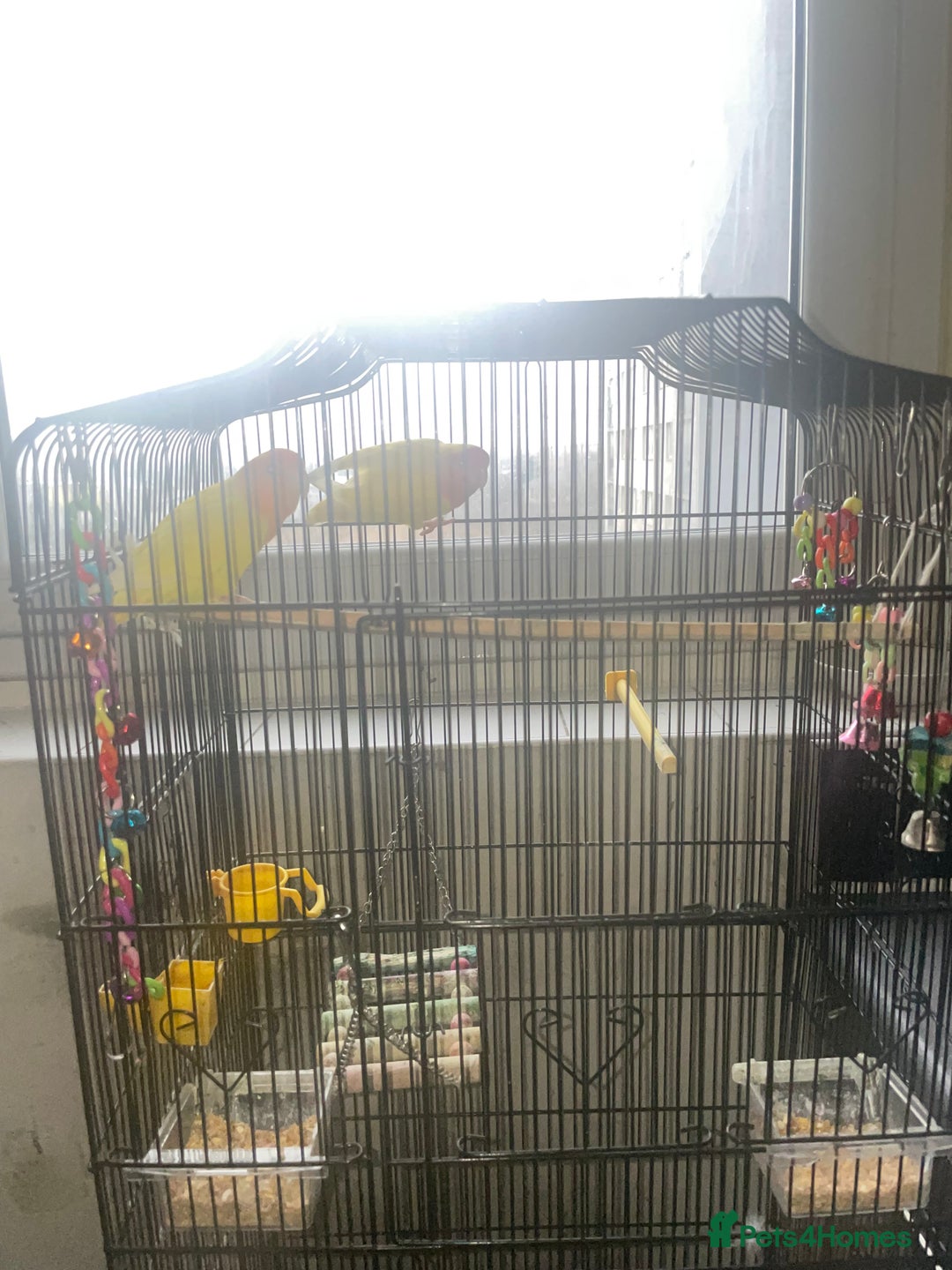 Lovebirds birds for sale: Two Bonded Pair Orange and Lutino Love Birds - Advert 3
