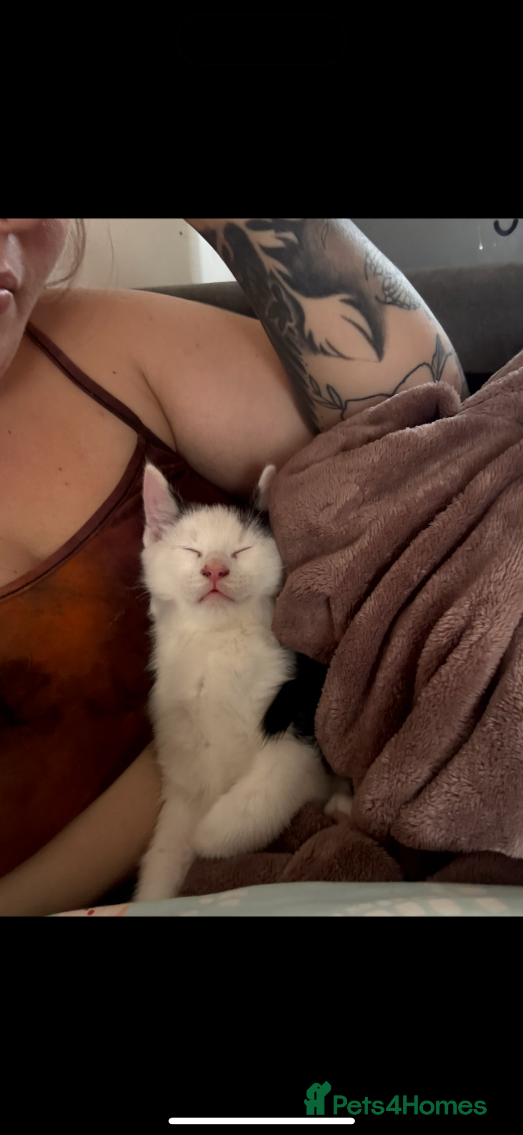 Domestic Shorthair cats for sale: 2 kittens  - Image 2