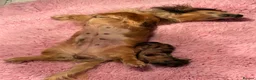 Miniature Dachshund dogs for sale: Beautiful miniature long hair dachshund  - Advert 2